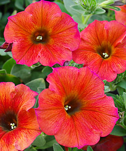 BeautiCal Cinnamon von Proven Winners. BeautiCal Cinnamon von Proven Winners.