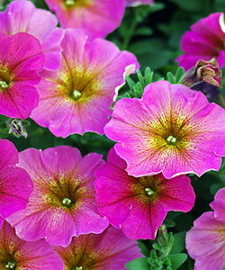 BeautiCal Sunray Pink von Proven Winners.