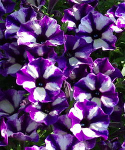 Grape Star von Proven Winners. Grape Star von Proven Winners.