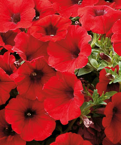 VERANDA Scarlet von Proven Winners. VERANDA Scarlet von Proven Winners.