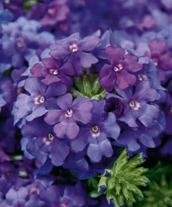 Verveine Lanai Sky Blue fleurs couleur Bleu