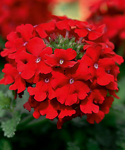 Vepita Fire Red von Proven Winners. Vepita Fire Red von Proven Winners.