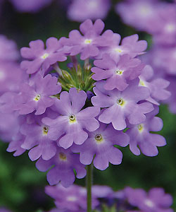 Hängeverbene Vepita Lavender