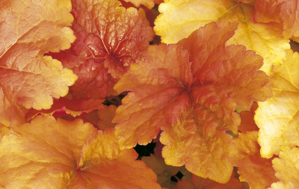 winterhartes Purpurclöckchen (Heuchera)