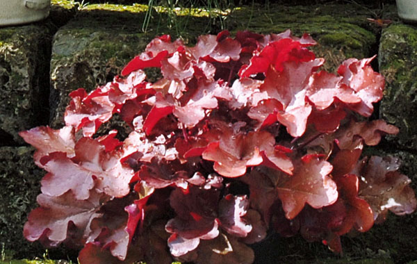 winterhartes Purpurclöckchen (Heuchera)