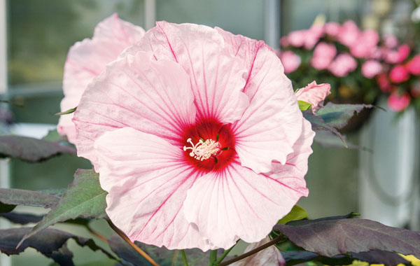 Stauden-Hibiskus SUMMERIFIC