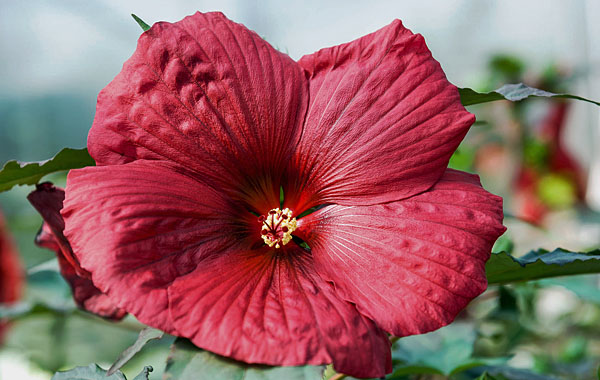 Stauden-Hibiskus SUMMERIFIC