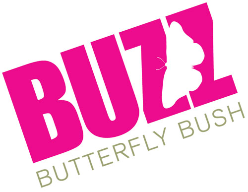 Sommerflieder Buzz Flieder BUZZ
