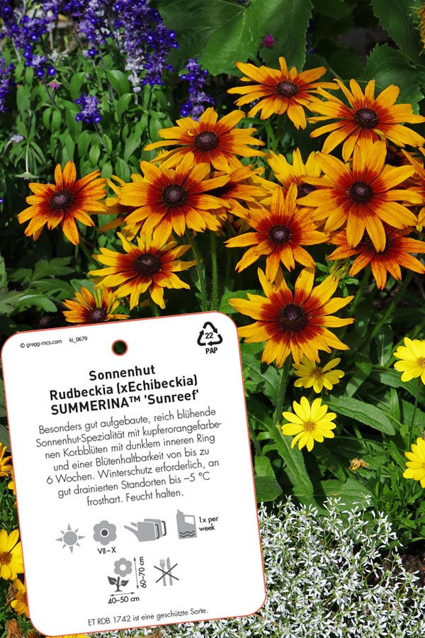 zimmerpflanzen günstig kaufen Starter-Set | plus kleines Geschenk main image 0