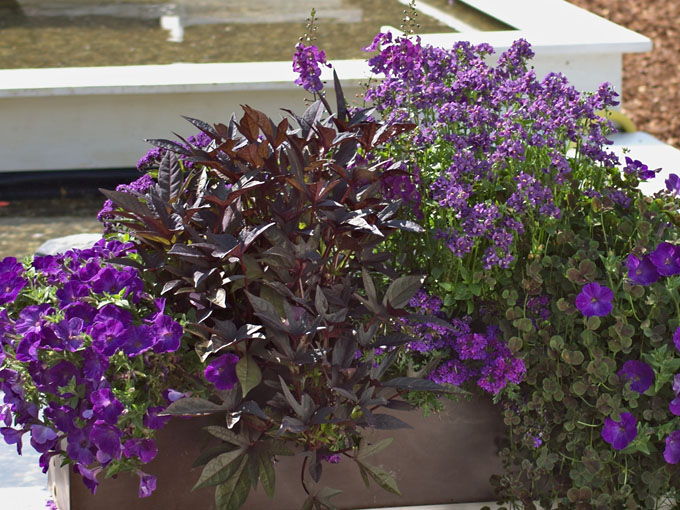 Balkonkasten mit dunkelblauen Balkonblumen pflanzen