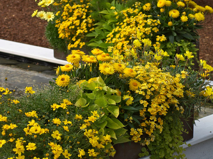 Balkon und Terrasse mit gelben Balkonblumen bepflanzt.