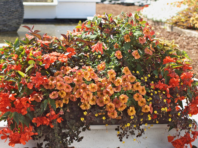 Combination de plantes oranges