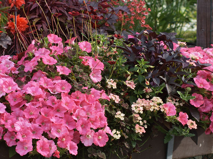 Balcon romantique avec des plantes roses