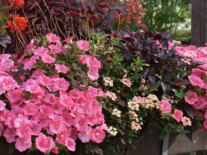 rosa Blumen am Balkon