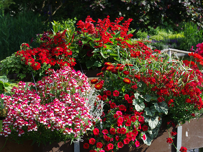 rote Blumen für Balkon und Terrasse