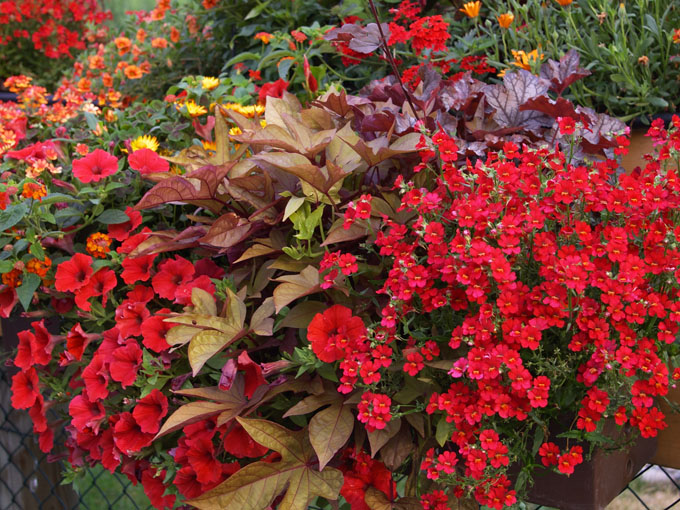 Combination avec des plantes rouges et bronzes.