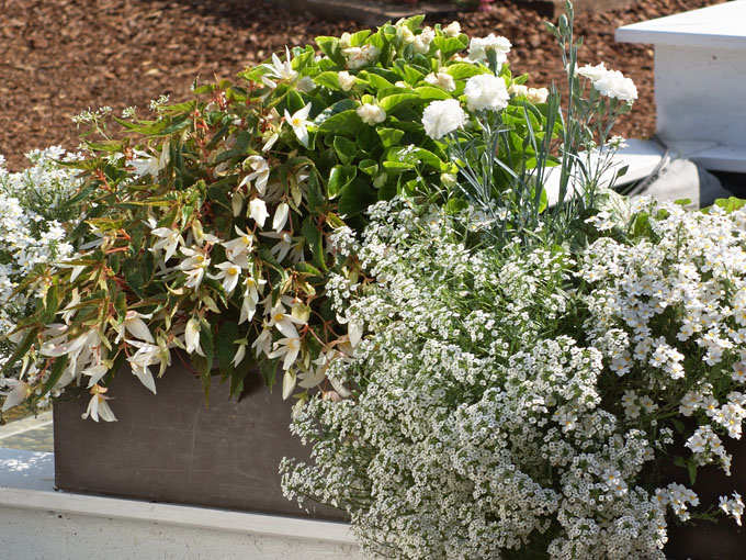 Pflanzen für den Balkon in weiß