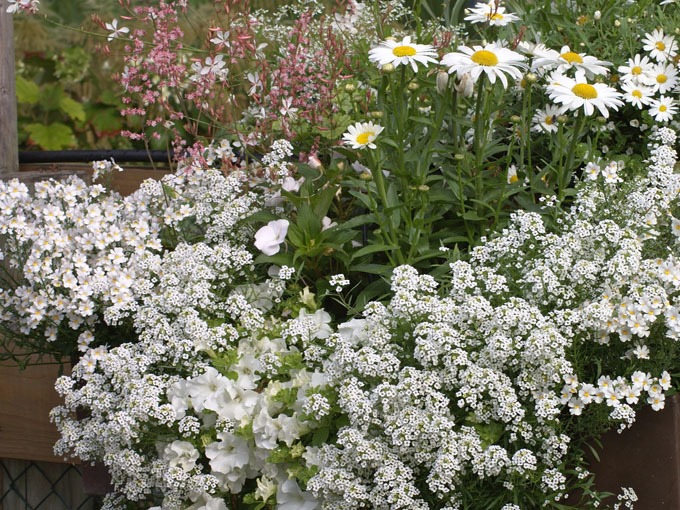 Combination blanc sur le balcon