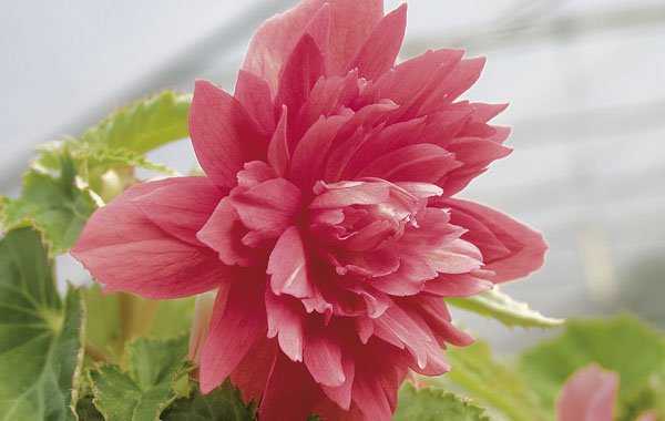 Begonia Belleconia