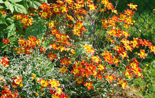 orange Bidens Campfire Fireburst