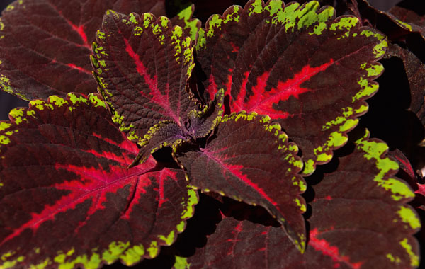 Buntnesseln (Coleus)