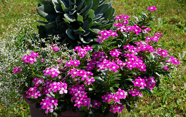 Catharanthus Soiree - Vinca