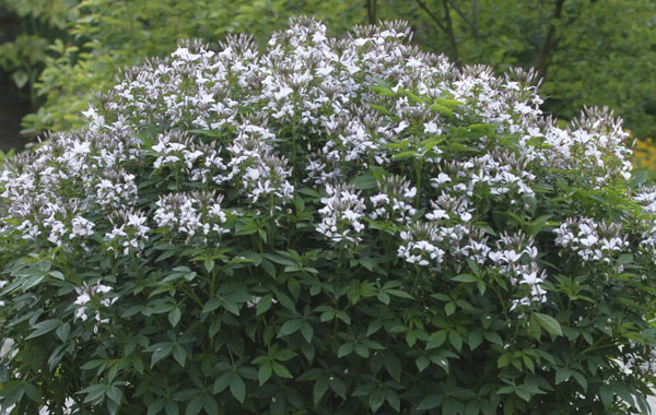 Cleome Señorita Rosalita