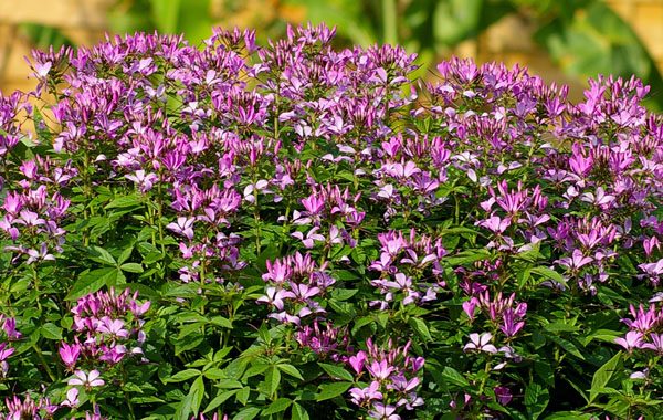 Cleome Señorita Rosalita