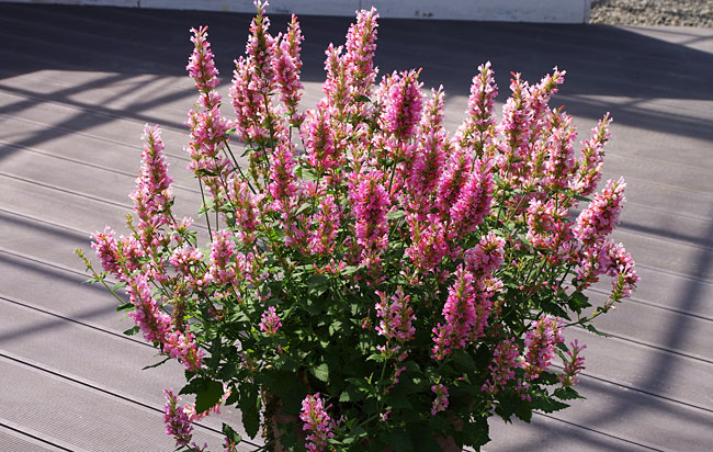 Agastache Pink Pearl