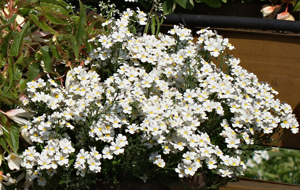 Elfenspiegel Sunsatia (Nemesia)