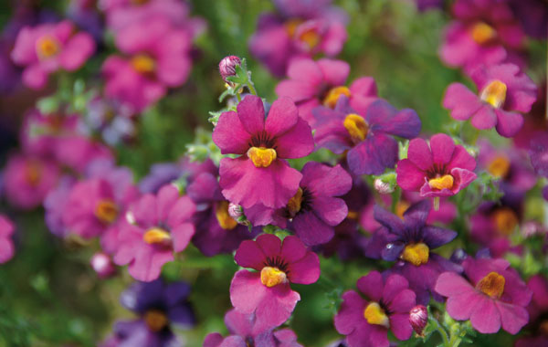 Elfenspiegel Sunsatia (Nemesia)