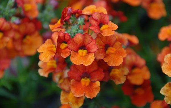 Elfenspiegel Sunsatia (Nemesia)