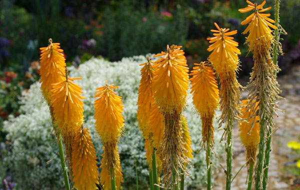 Kniphofia