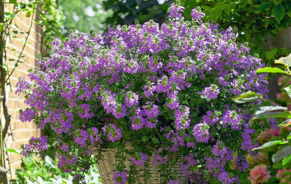 Fächerblume - Scaevola Surdiva