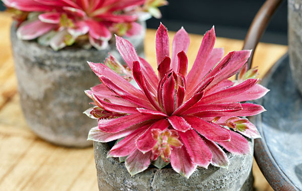 Sempervivum Chick Charms