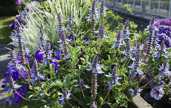 Plectranthus neochilus - Lobster bush