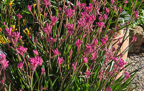 Anigozanthos Bush Gems Pearl Anigozanthos Bush Gems Pearl