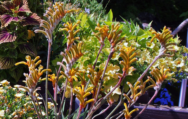 Kängurupfote Bush Gems Tenacity Kängurupfote Bush Gems Tenacity