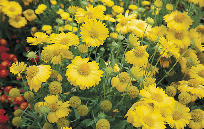 Gaillardia Sun Buddies Yellow