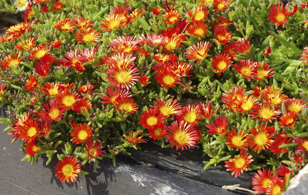 Mittagsblume Wheels of Wonder (Delosperma) Mittagsblume Wheels of Wonder (Delosperma)
