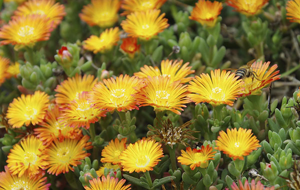 Mittagsblume Wheels of Wonder (Delosperma) Mittagsblume Wheels of Wonder (Delosperma)
