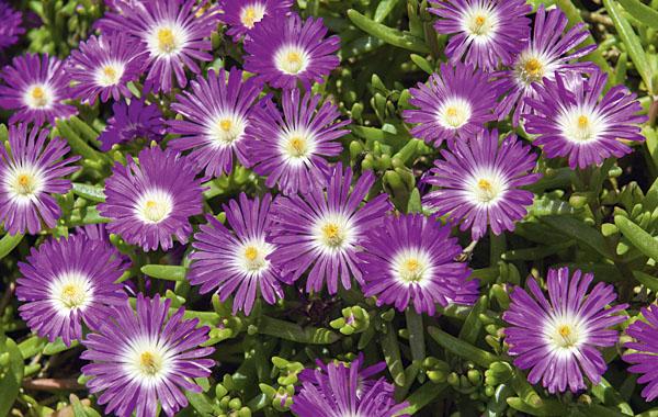 Mittagsblume Wheels of Wonder (Delosperma)