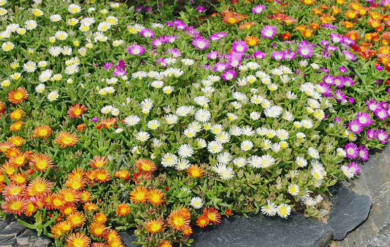 Mittagsblume Wheels of Wonder (Delosperma) Mittagsblume Wheels of Wonder (Delosperma)