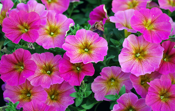 Petunia Beautical