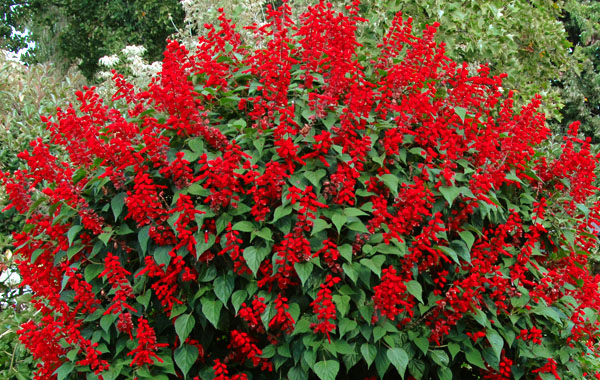 Feuersalbei GoGo Scarlet Feuersalbei GoGo Scarlet
