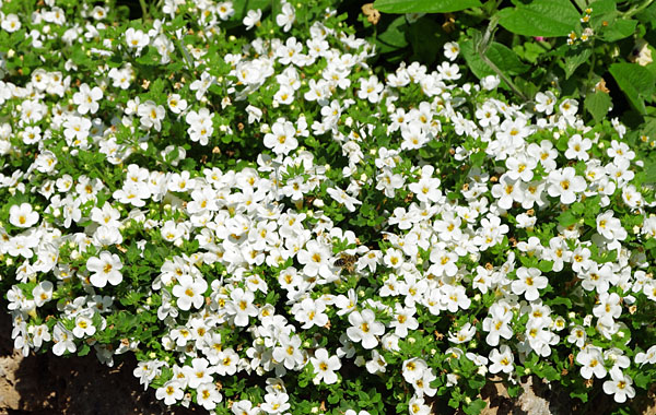 Sutera Everest (Bacopa)