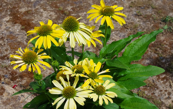 Sonnenhut Conetto (Echinacea)