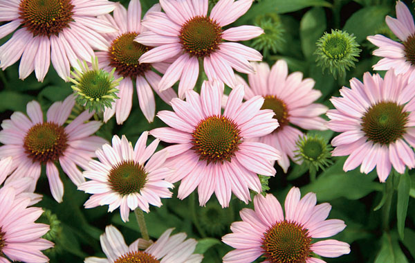 Sonnenhut Conetto (Echinacea)