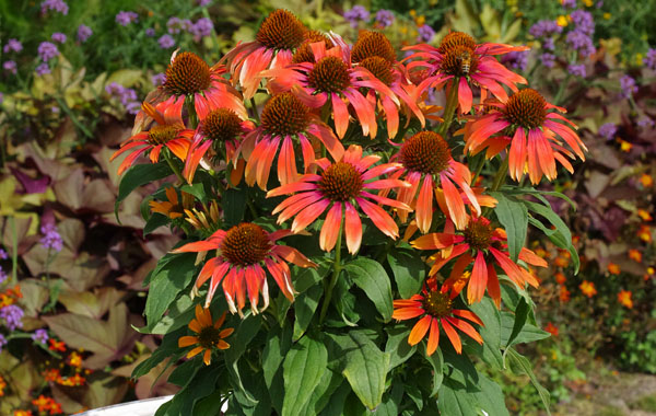 Sonnenhut Conetto (Echinacea)