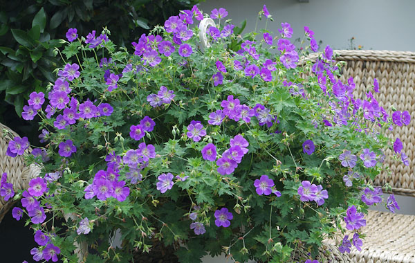 winterharter Storchschnabel Rozanne (Geranium